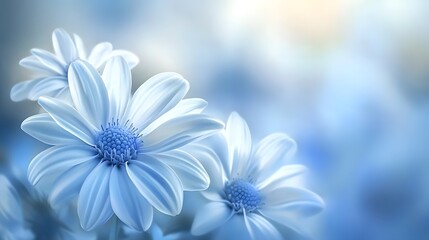 Fototapeta premium Blue-colored background with blooming chrysanthemums, close-up, blue flowers, blurred background, delicate and soft