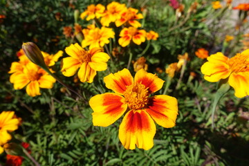 Closeup of red and yellow flowers of Tagetes patula in August