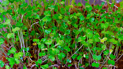 kohlrabi microkohlrabi microgreens growing in tray. city farming indoor concept