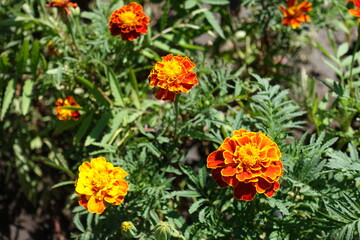 Several red and yellow flowers of Tagetes patula in July