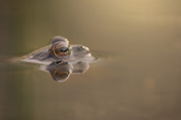 Close-up of an agile frog (Rana dalmatina)