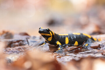 Close-up of a fire salamander (Salamandra salamandra)