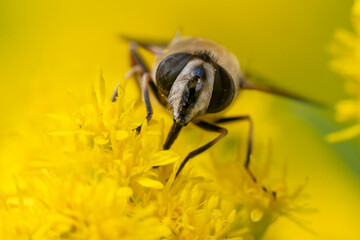 Schwebfliege auf einer Bienenweide