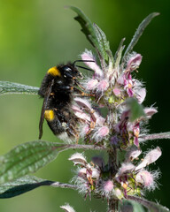 Hummel an Echtem Herzgespann