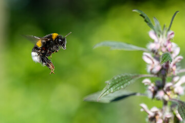 Hummel im Flug