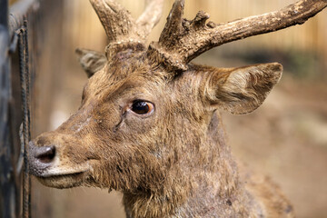 Portrait of Javan Deer at Zoo Against Nature Background