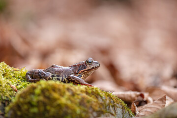Common frog (Rana temporaria)