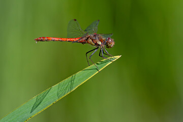 Große Heidelibelle beim Stuhlgang