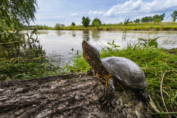 European pond turtle (Emys orbicularis)