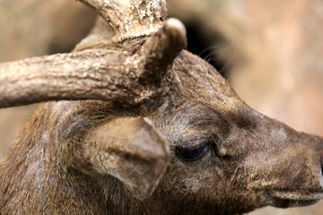 Closeup Details of Deer Head or Horns