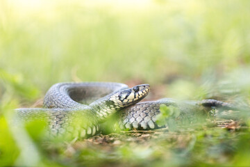 Grass snake (Natrix natrix)