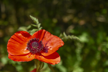 Scarlet Wild Tulip in the forest on a bright sunny day.
