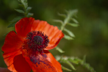 Scarlet Wild Tulip in the forest on a bright sunny day.
