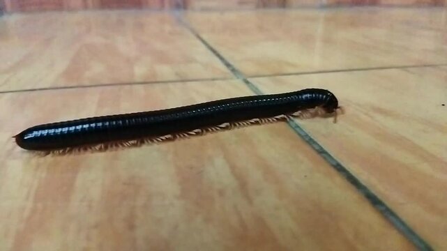 close up of a caterpillar on floor