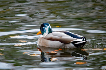 Stockenten-Erpel schwimmt mit weiten Wellen auf dem Wasser