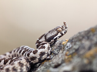Nose-horned viper (Vipera ammodytes)