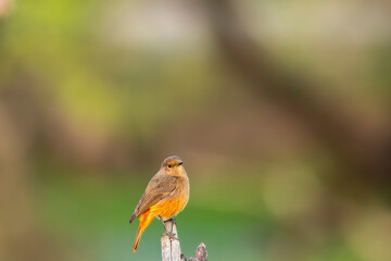 Black redstart or Phoenicurus ochruros at keoladeo national park bharatpur bird sanctuary rajasthan...