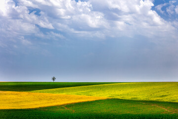 Fototapeta premium Lonely tree in the field