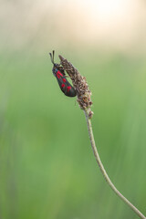 Butterfly on a grass blade