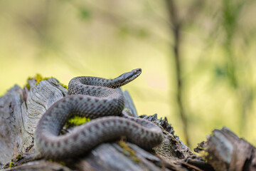 Common adder (Vipera berus)