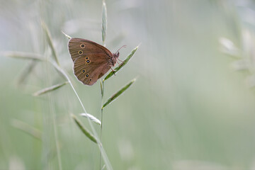 butterfly on the grass © Tiberiu