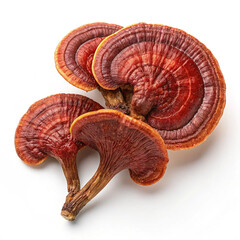ganoderma mushroom isolated on white background.