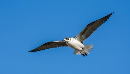 Obraz premium Magnificent moment of birds flying high in the sky