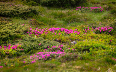 Rhododendrons blooming