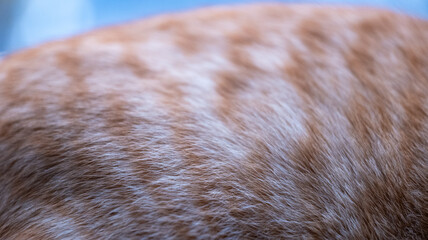 Close-up of orange cat fur with soft texture and striped pattern. Macro shot for design and print.