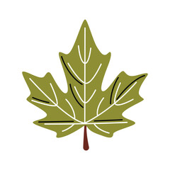 Maple Leaf Vector Illustration