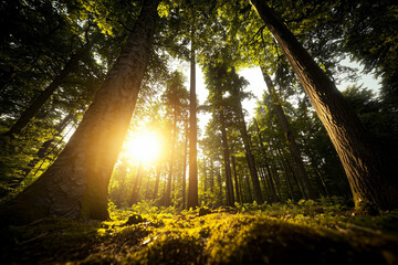 Sunlit Forest Clearing: A Low-Angle View of Dawn’s Rays