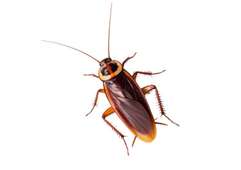 American cockroach, Periplaneta americana isolated on transparent or white background