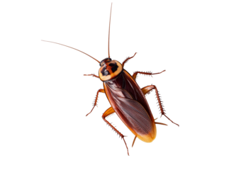 American cockroach, Periplaneta americana isolated on transparent or white background