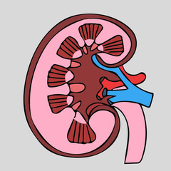 human kidney seectional view with cortex and medulla useful for educational purposes and health care industry