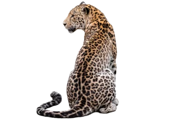 Spotted leopard looking ahead, isolated on transparent or white background