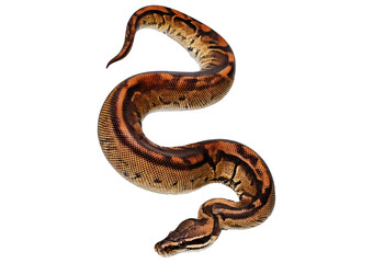 Fototapeta premium Ball python Mojave isolated on transparent or white background