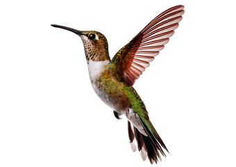 Beautiful Hummingbird isolated on transparent or white background