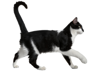 Black cat walking isolated on transparent or white background