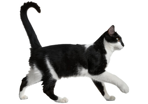 Black cat walking isolated on transparent or white background - Powered by Adobe