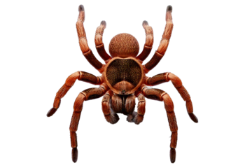 Fake rubber spider isolated on transparent or white background