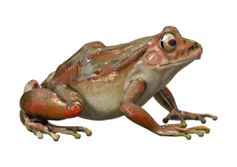 frog 3D isolated on transparent or white background