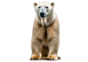 Fototapeta premium High-resolution polar bear, isolated on transparent or white background