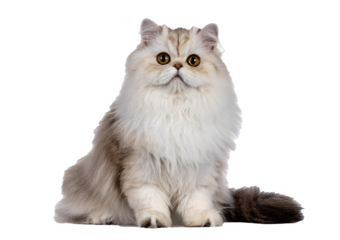 Persian cat, 8 months old, sitting in front isolated on transparent or white background