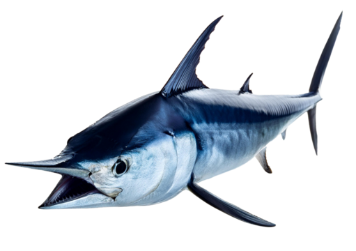 Pacific ocean predator swordfish isolated on transparent or white background