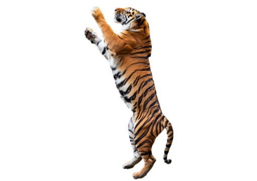 Royal tiger jump isolated on transparent or white background