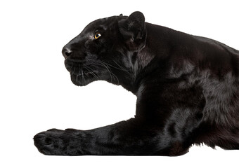 Obraz premium A black leopard ready to leap, panthera pardus at looking up isolated on transparent or white background