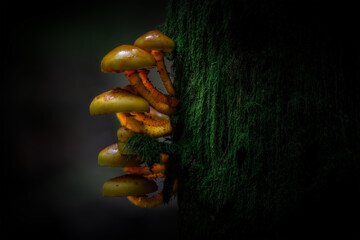 Mushrooms growing on a tree