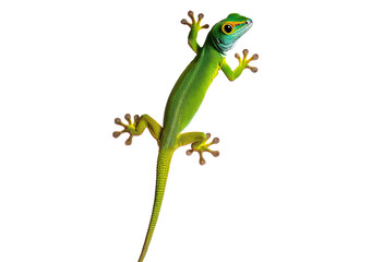 Fototapeta premium Side view of a yellow-headed day gecko, Phelsuma klemmeri isolated on transparent or white background