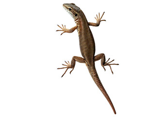 Tokay gecko isolated on transparent or white background