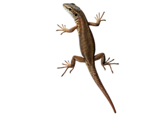 Tokay gecko isolated on transparent or white background